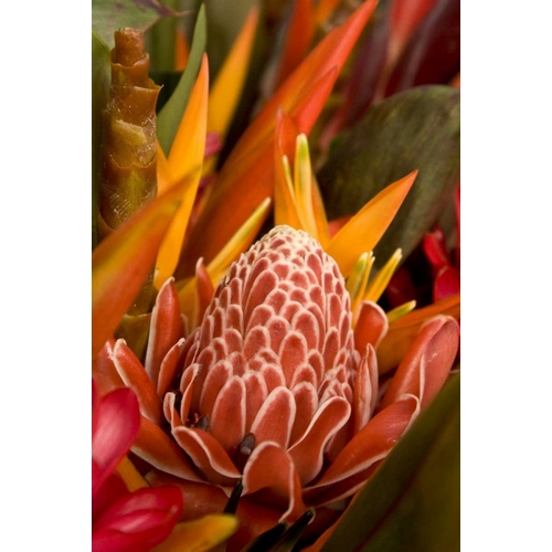 French Polynesia Tropical native flowers